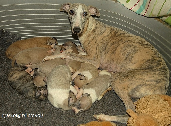 Chiot Whippet du castel minervois
