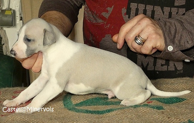 du castel minervois - Chiots disponibles - Whippet