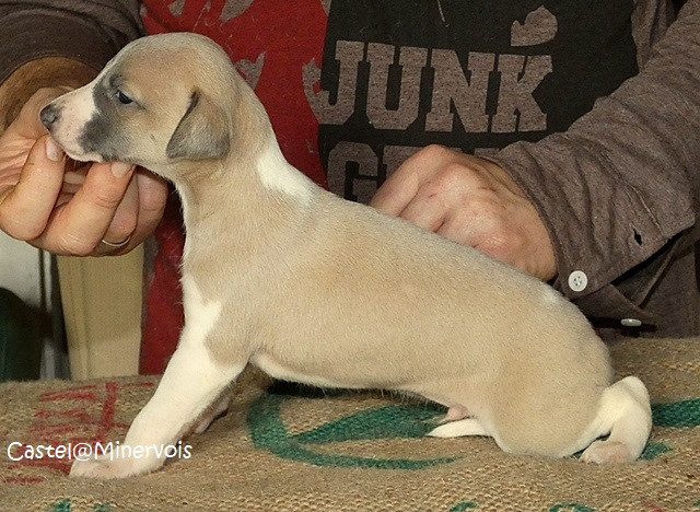 du castel minervois - Chiots disponibles - Whippet