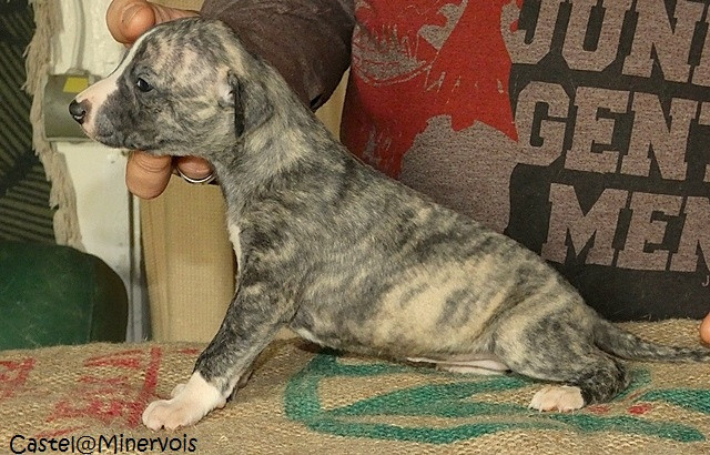du castel minervois - Chiots disponibles - Whippet