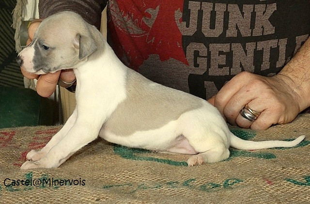 du castel minervois - Chiots disponibles - Whippet