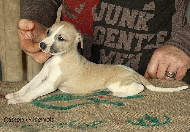 du castel minervois - Chiots disponibles - Whippet