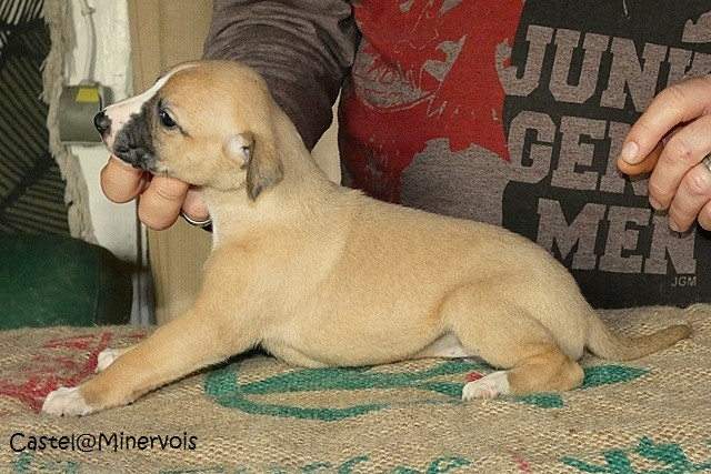 du castel minervois - Chiots disponibles - Whippet