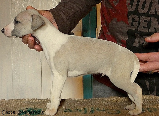 du castel minervois - Chiots disponibles - Whippet