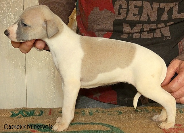 du castel minervois - Chiots disponibles - Whippet