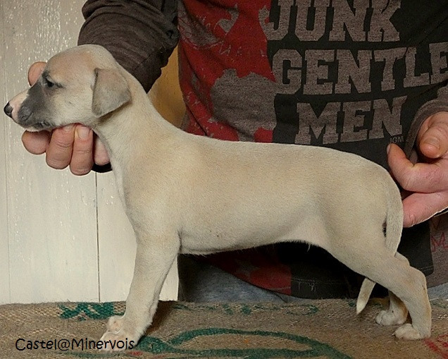 du castel minervois - Chiots disponibles - Whippet