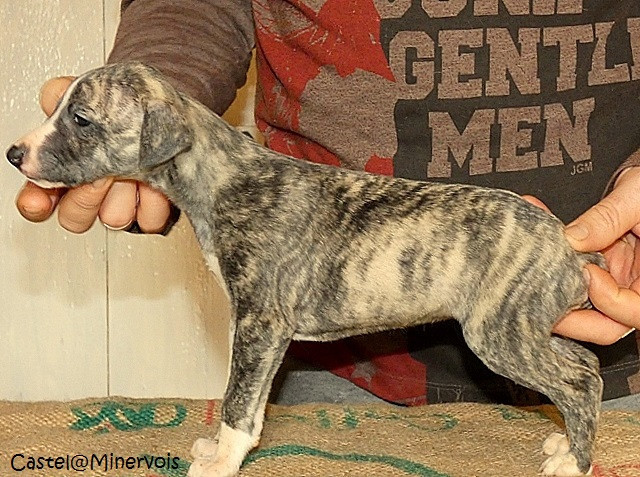 du castel minervois - Chiots disponibles - Whippet