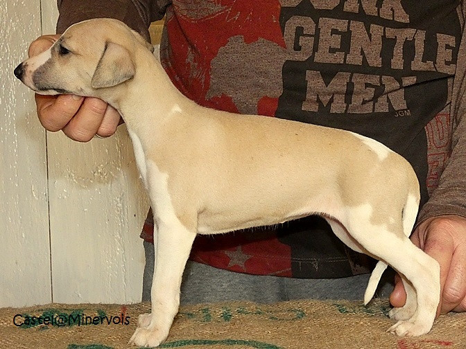 du castel minervois - Chiots disponibles - Whippet