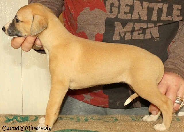 du castel minervois - Chiots disponibles - Whippet