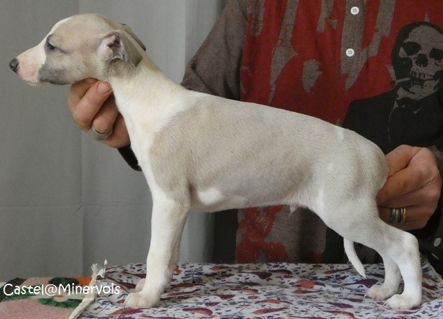 du castel minervois - Chiots disponibles - Whippet