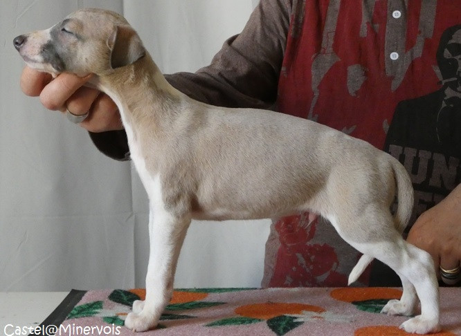 du castel minervois - Chiots disponibles - Whippet