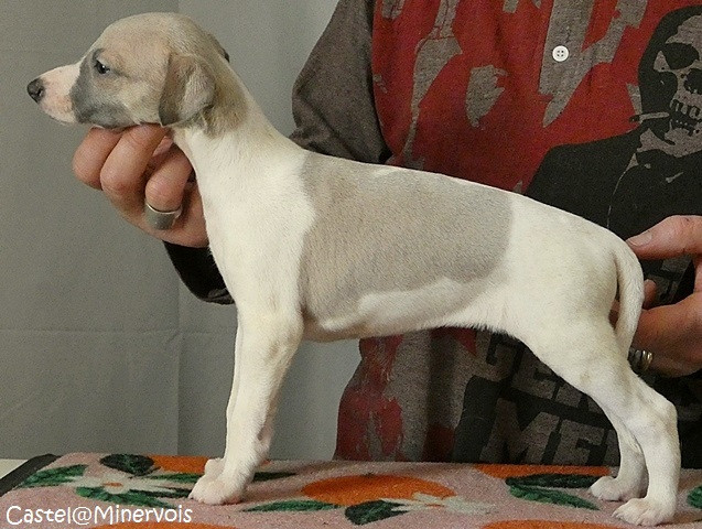 du castel minervois - Chiots disponibles - Whippet