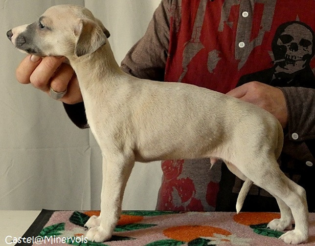 du castel minervois - Chiots disponibles - Whippet