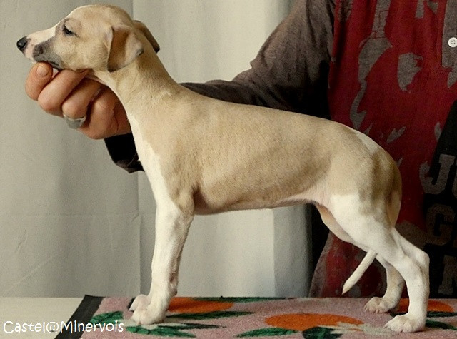 du castel minervois - Chiots disponibles - Whippet