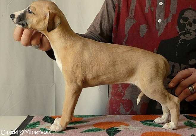 du castel minervois - Chiots disponibles - Whippet