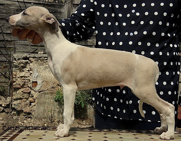 du castel minervois - Chiots disponibles - Whippet