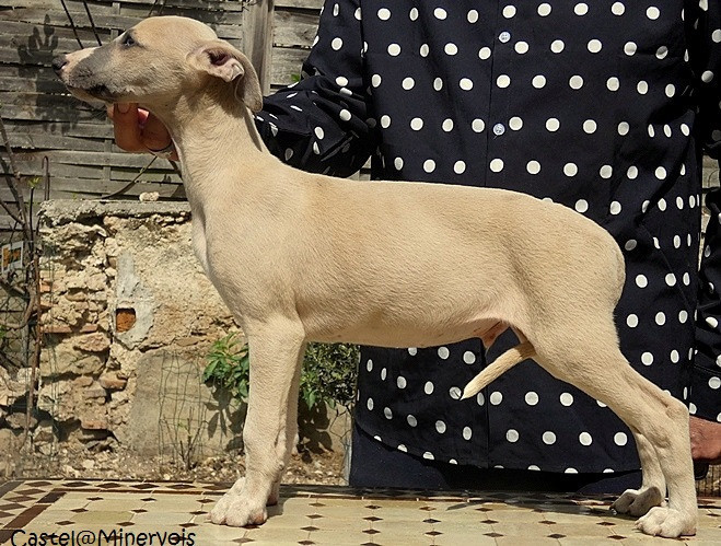 du castel minervois - Chiots disponibles - Whippet