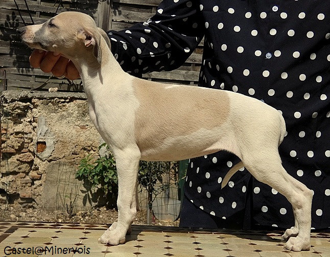 du castel minervois - Chiots disponibles - Whippet