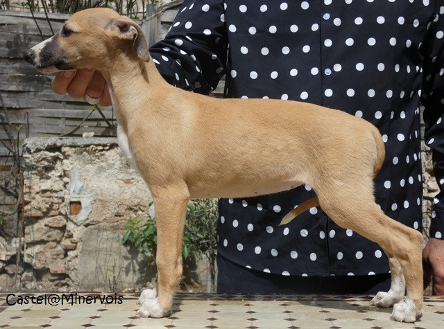 du castel minervois - Chiots disponibles - Whippet