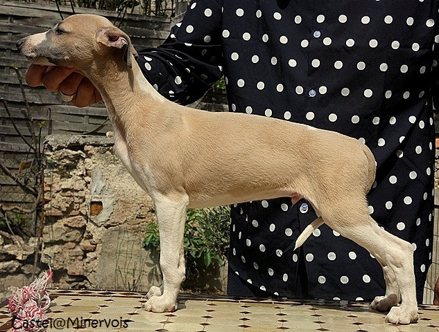 du castel minervois - Chiots disponibles - Whippet