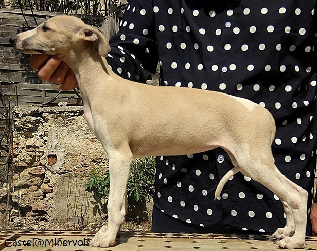 du castel minervois - Chiots disponibles - Whippet