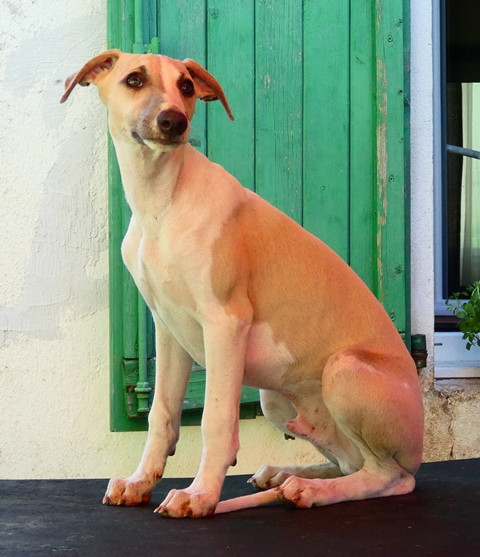 du castel minervois - Chiots disponibles - Whippet