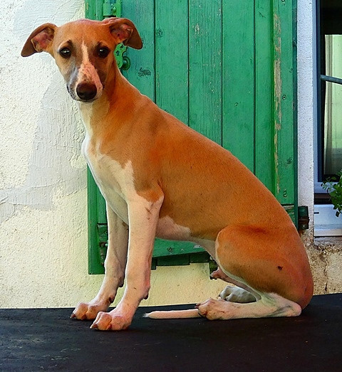 du castel minervois - Chiots disponibles - Whippet