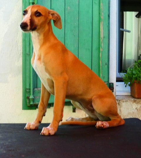du castel minervois - Chiots disponibles - Whippet