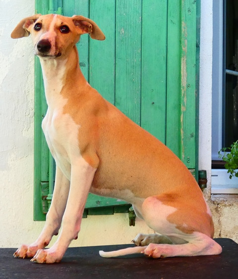 du castel minervois - Chiots disponibles - Whippet