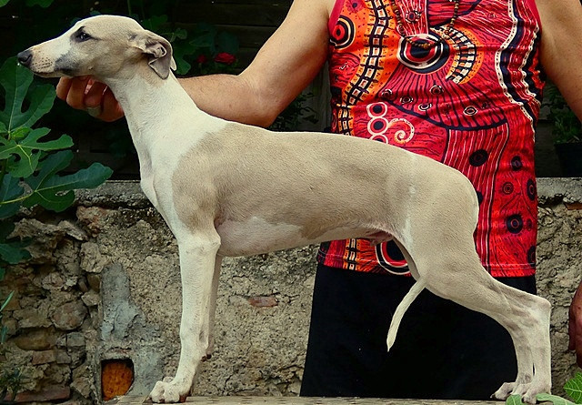 du castel minervois - Chiots disponibles - Whippet
