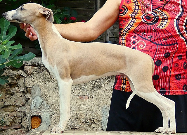 du castel minervois - Chiots disponibles - Whippet