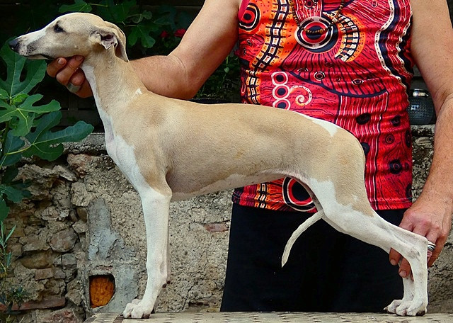 du castel minervois - Chiots disponibles - Whippet