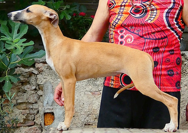 du castel minervois - Chiots disponibles - Whippet