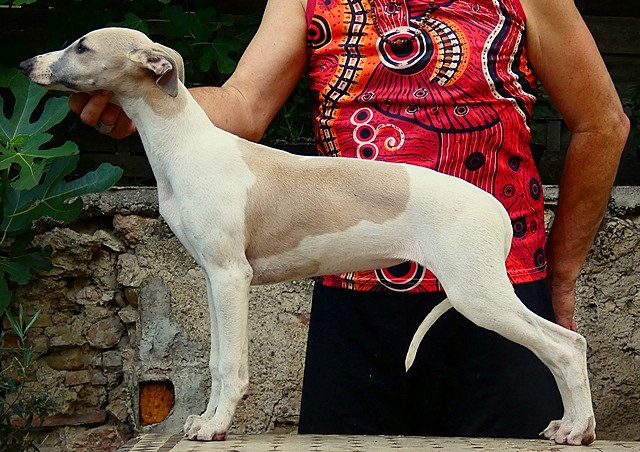 du castel minervois - Chiots disponibles - Whippet