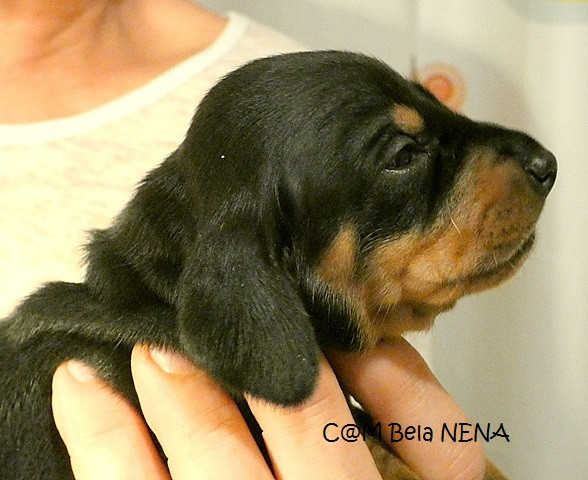 du castel minervois - Chiots disponibles - Teckel poil ras