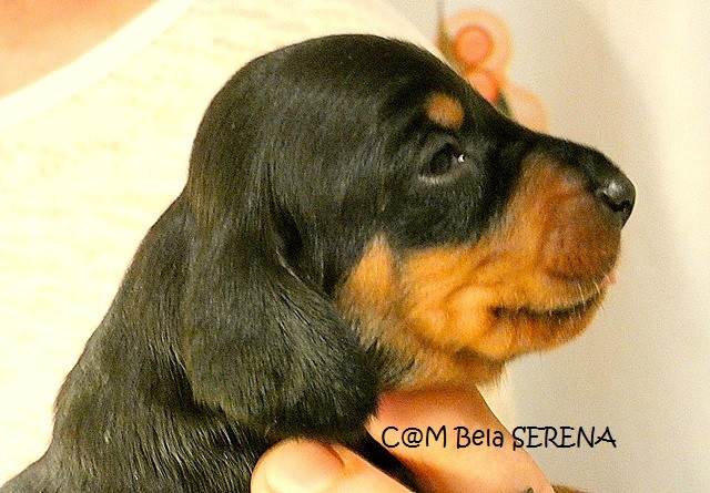 du castel minervois - Chiots disponibles - Teckel poil ras