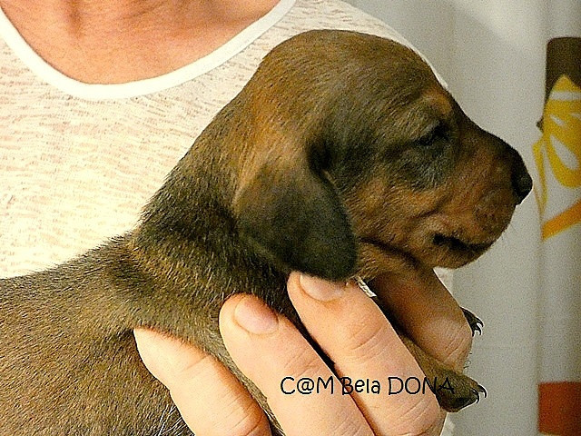 du castel minervois - Chiots disponibles - Teckel poil ras