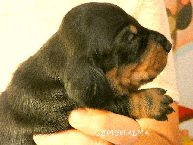 du castel minervois - Chiots disponibles - Teckel poil ras