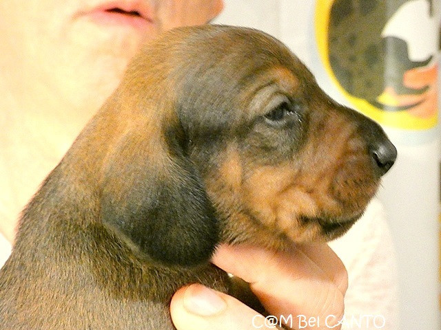 du castel minervois - Chiots disponibles - Teckel poil ras