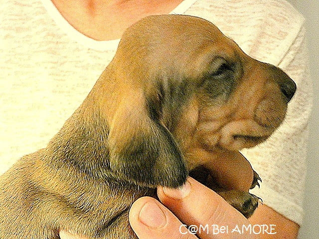 du castel minervois - Chiots disponibles - Teckel poil ras
