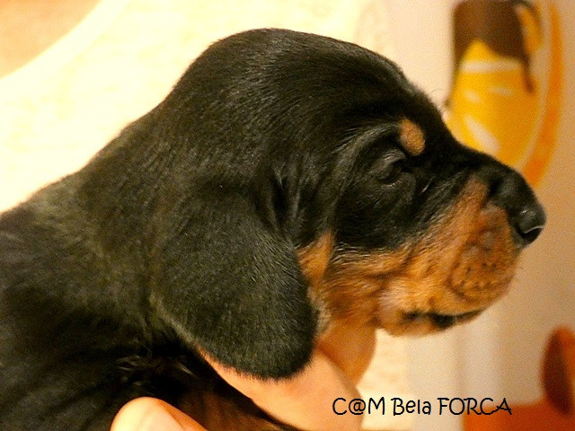 du castel minervois - Chiots disponibles - Teckel poil ras