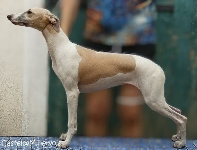 du castel minervois - Chiots disponibles - Whippet