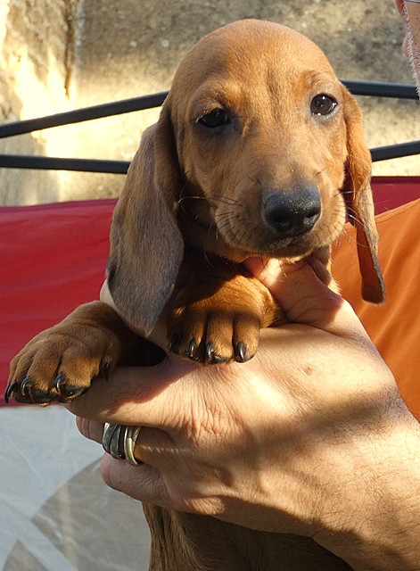 du castel minervois - Chiots disponibles - Teckel poil ras