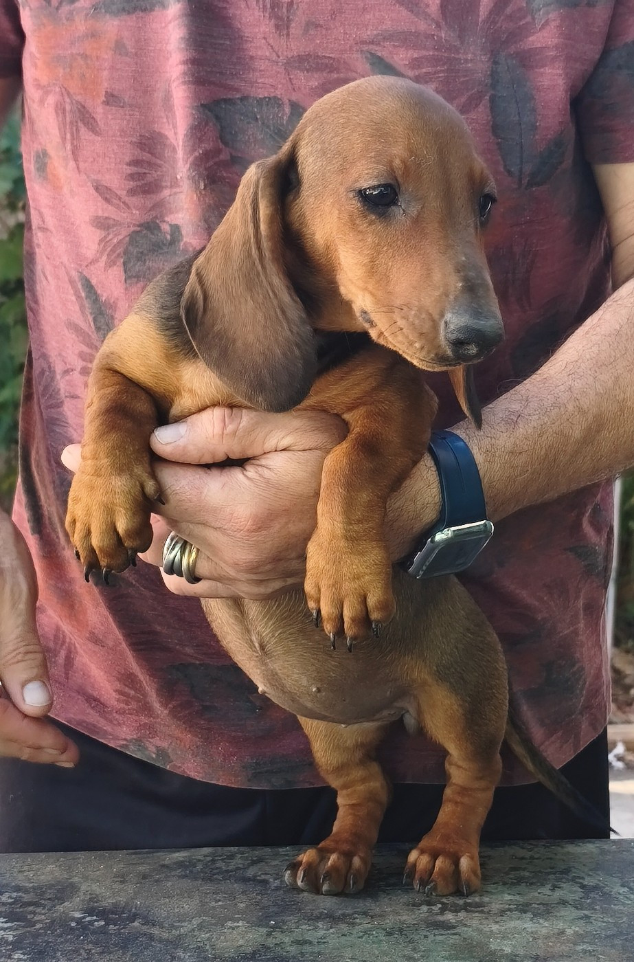 du castel minervois - Chiots disponibles - Teckel poil ras