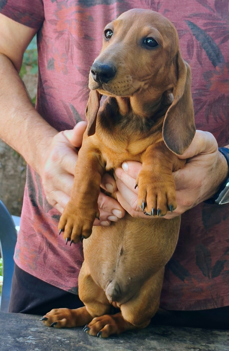 du castel minervois - Chiots disponibles - Teckel poil ras