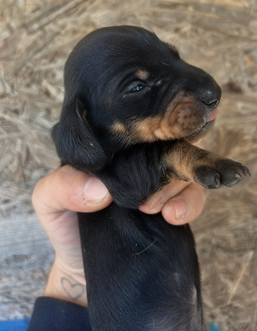du castel minervois - Chiots disponibles - Teckel poil ras