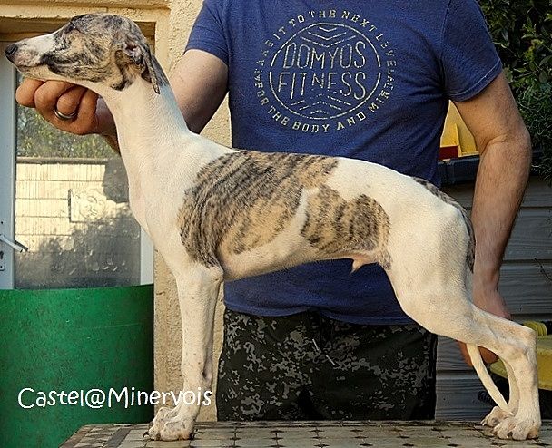 du castel minervois - Chiots disponibles - Whippet