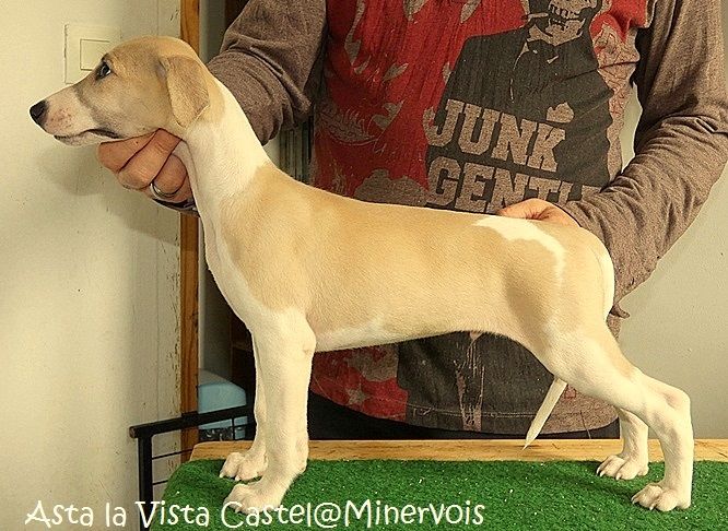 du castel minervois - Chiots disponibles - Whippet