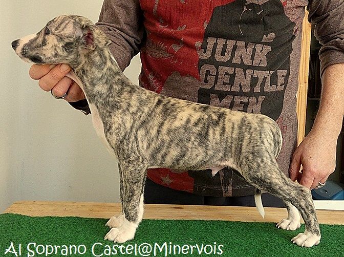 du castel minervois - Chiots disponibles - Whippet