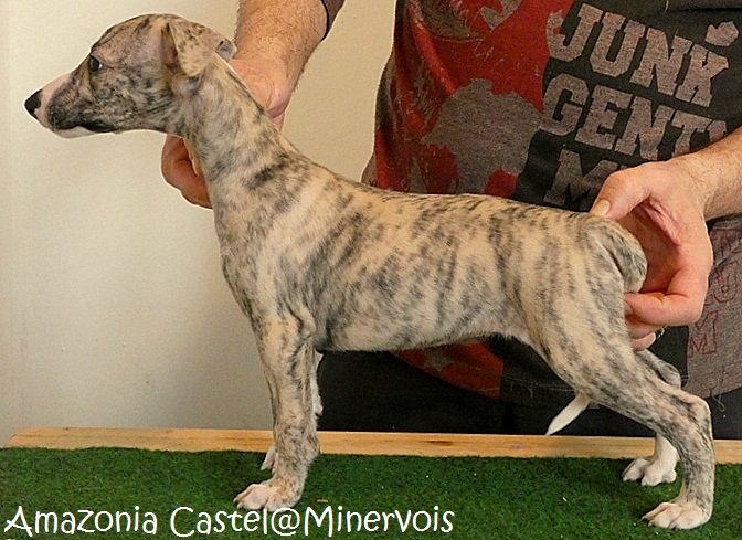 du castel minervois - Chiots disponibles - Whippet